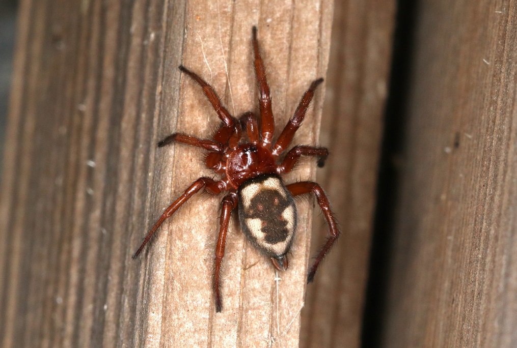 ヒラタグモ【No.2029】　Uroctea compactilis