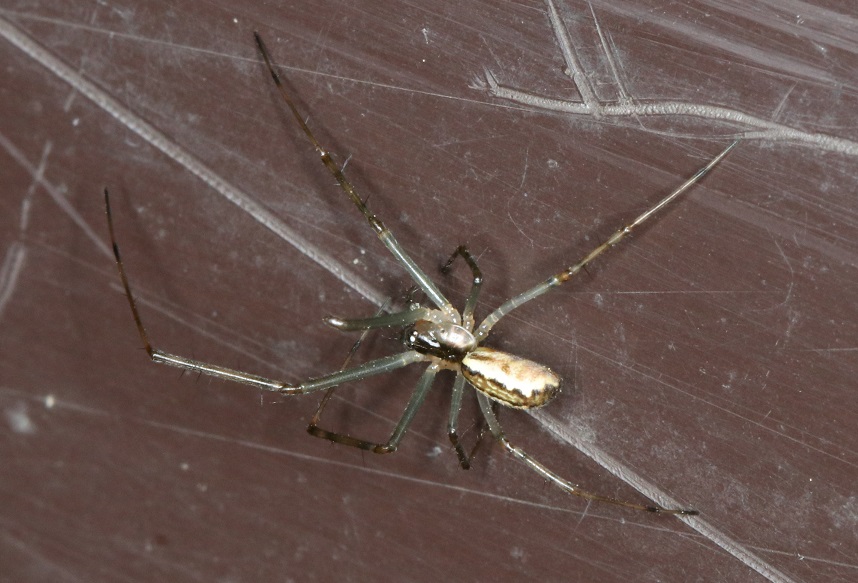 シロブチサラグモ【No.2036】　Prolinyphia radiata