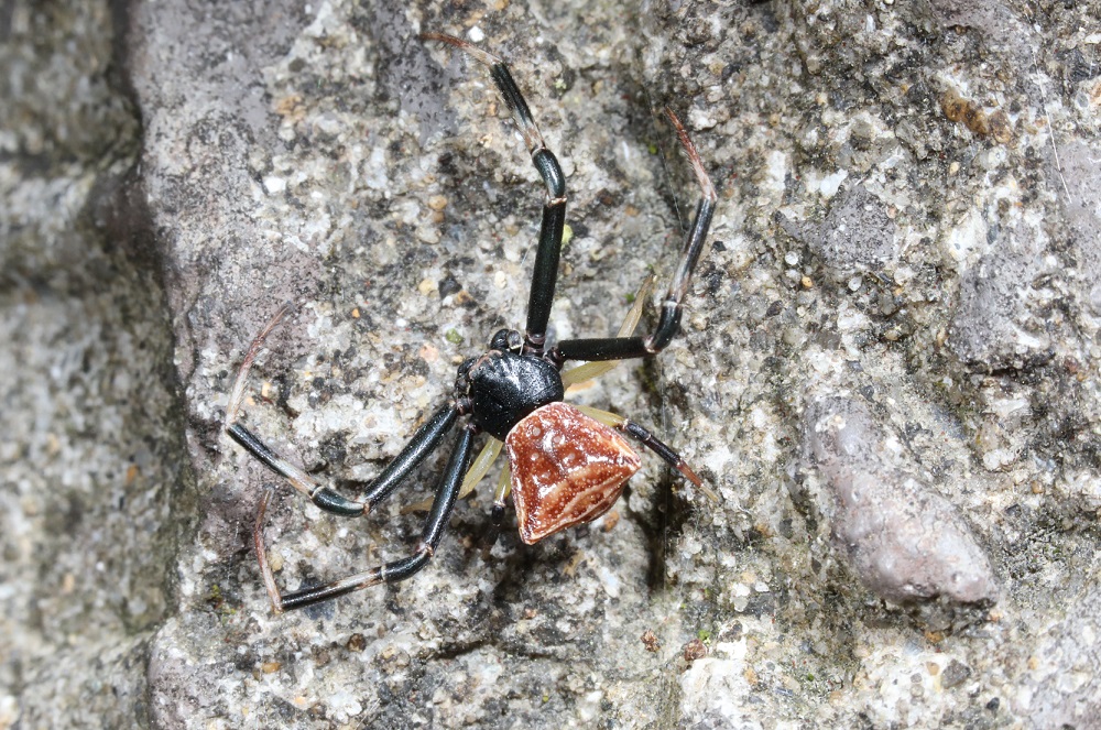 ガザミグモ【No.2065】　Pistius undulatus