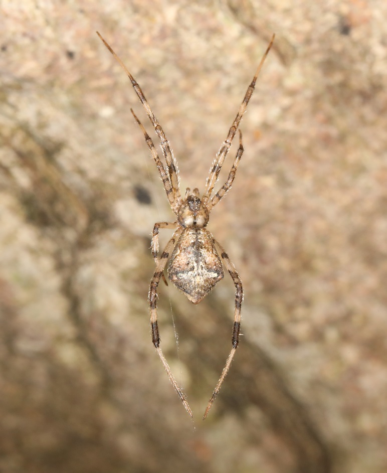 ヒシガタグモ【No.2068】　Episinus affinis