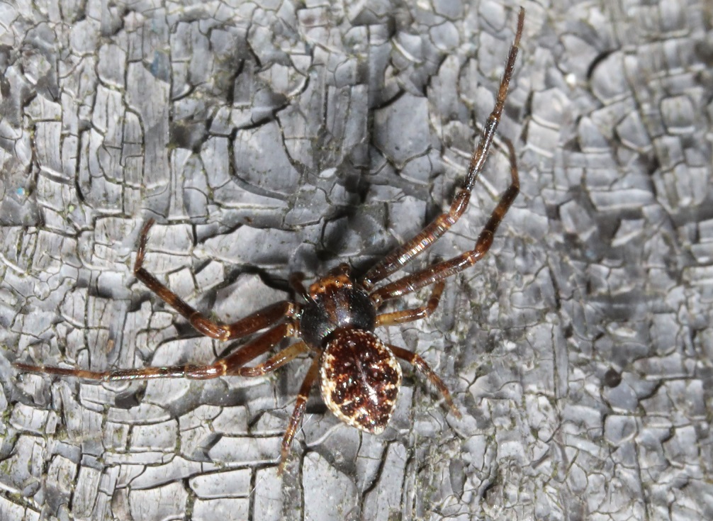 クマダハナグモ【No.2072】　Ebelingia kumadai