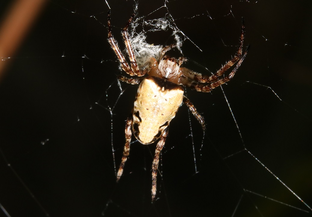 サガオニグモ【No.2112】　Eriophora sagana