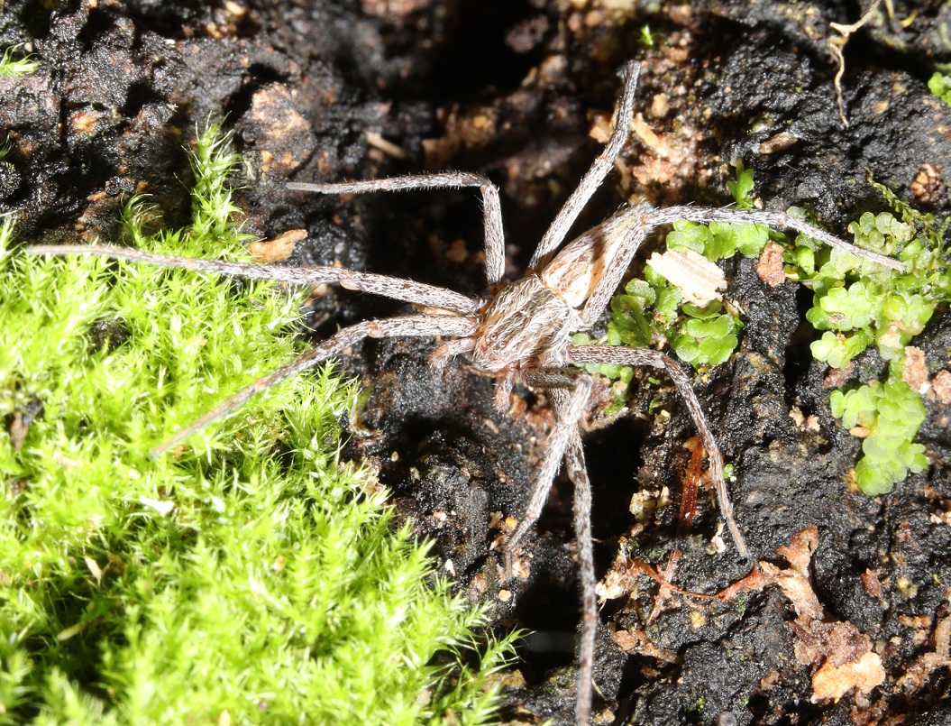 クモ一覧｜Web図鑑