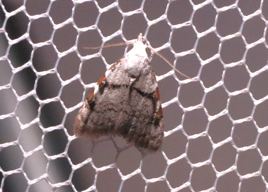 マエモンコブガ【No.3312】