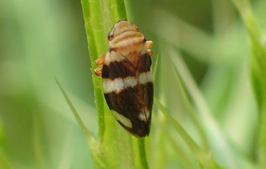 ソウウンアワフキ【No.2455】