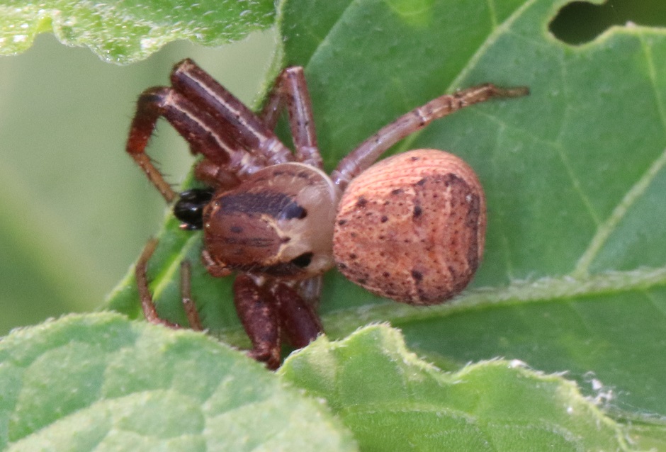アヅマカニグモ【No.2823】