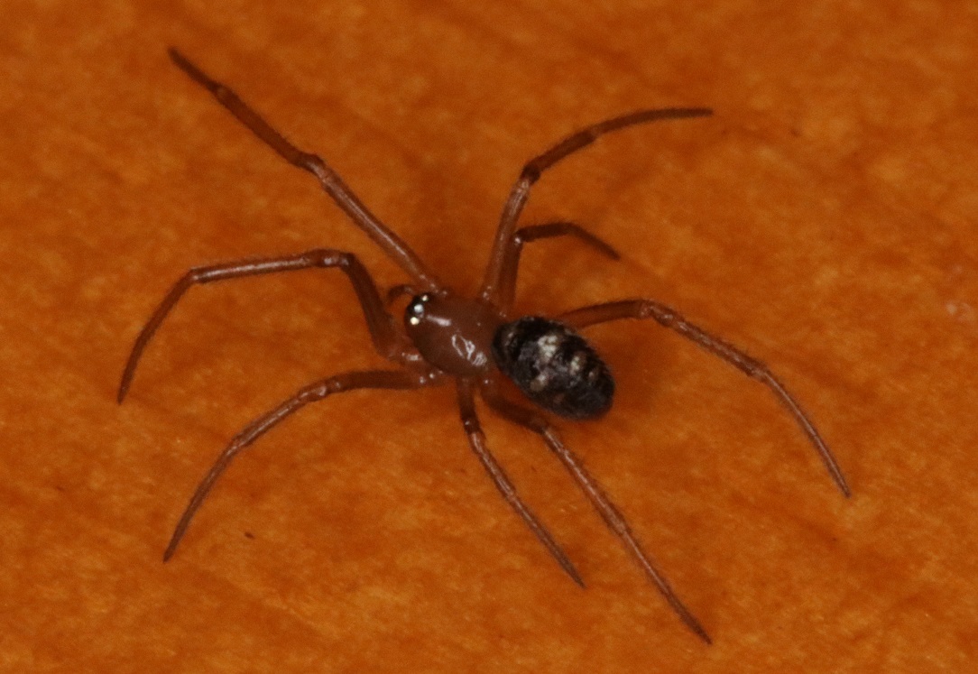 シロホシヒメグモ【No.2822】