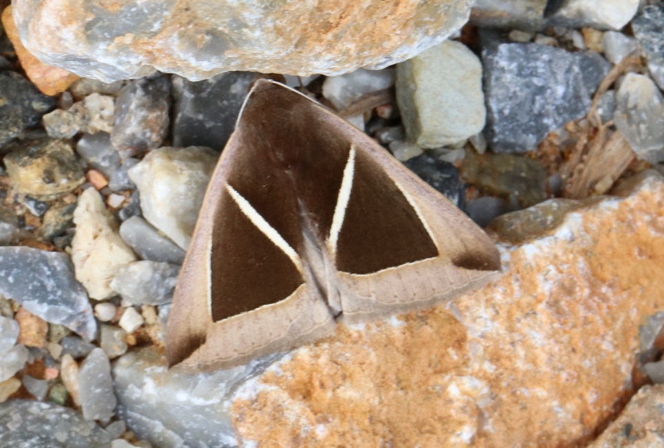 スジボソサンカククチバ【No.1629】