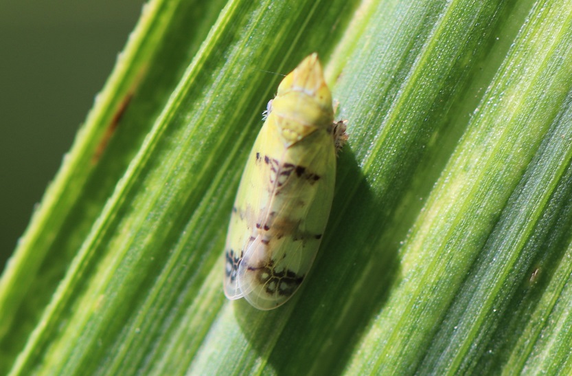 ミスジトガリヨコバイ【No.1545】