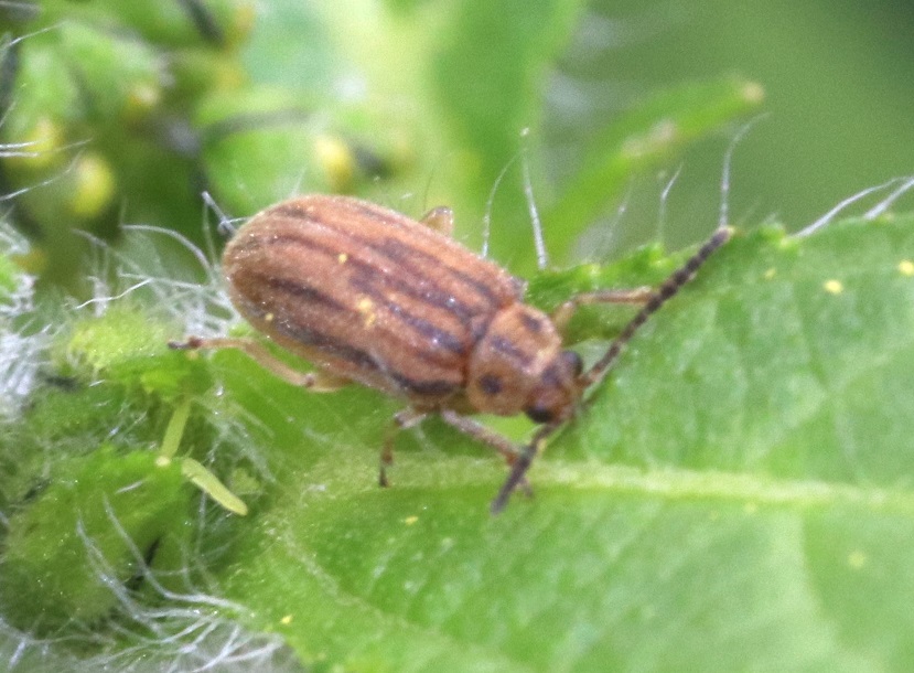 ブタクサハムシ【No.1558】