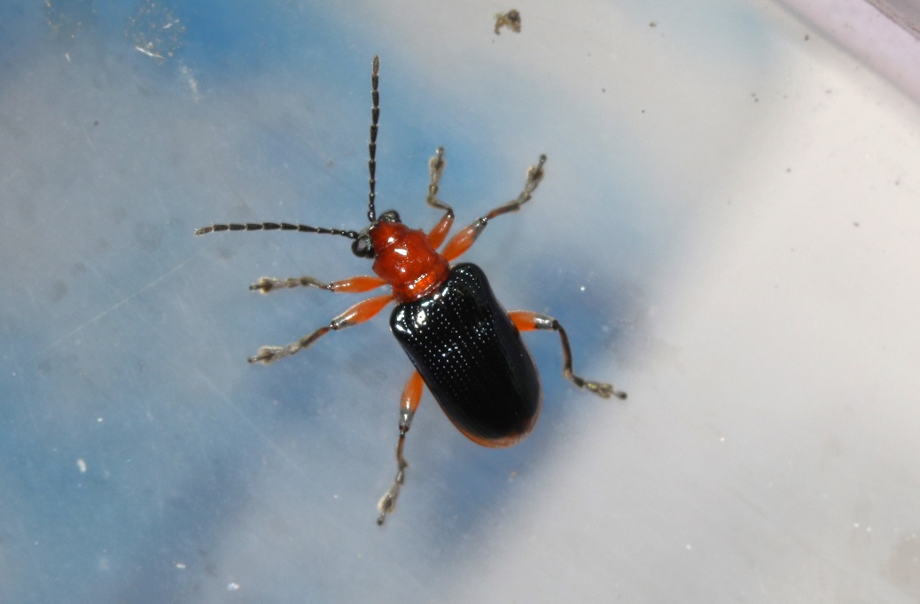 トゲアシクビボソハムシ【No.1559】