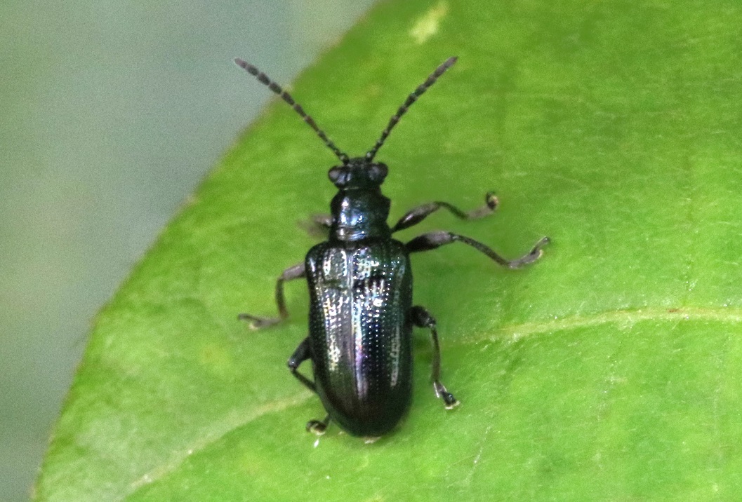 キバラルリクビボソハムシ【No.1561】