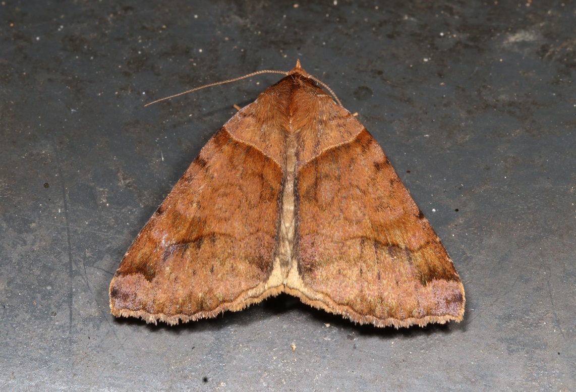 オオウンモンクチバ【No.1563】