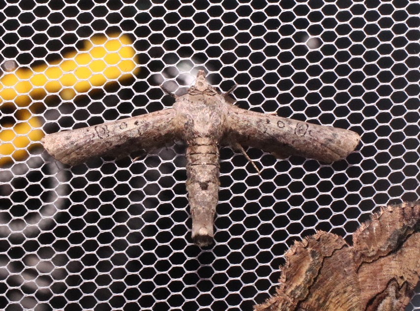 ノコバフサヤガ【No.3313】