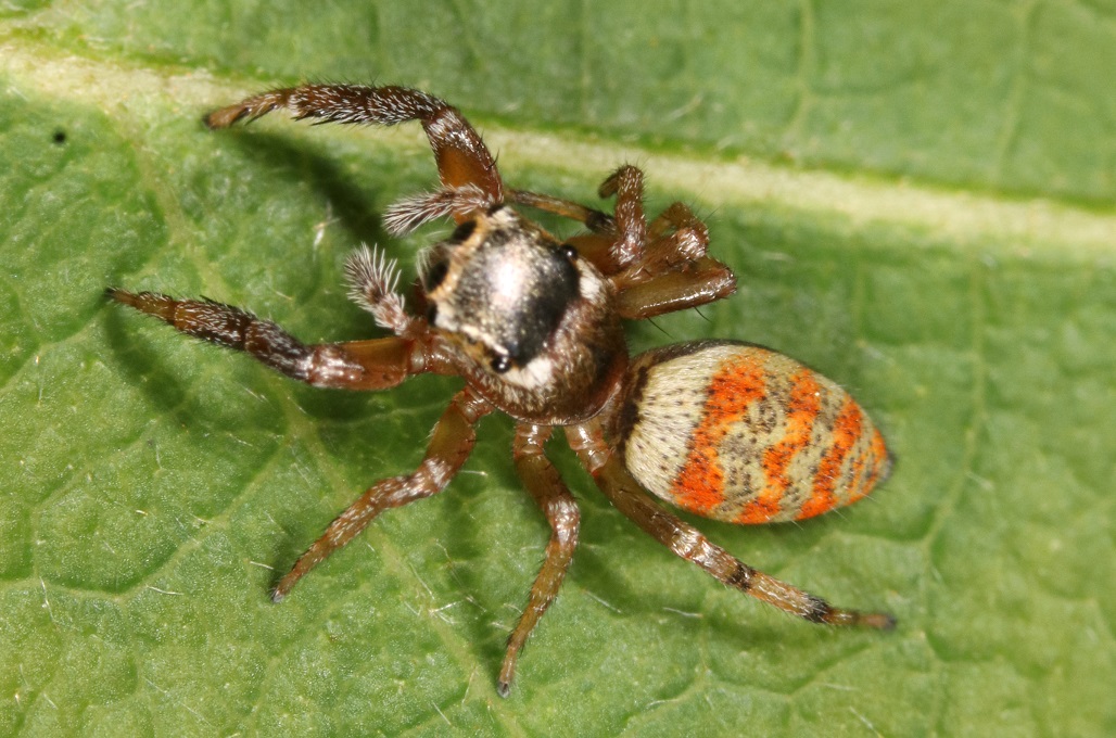 ヨダンハエトリ【No.2610】