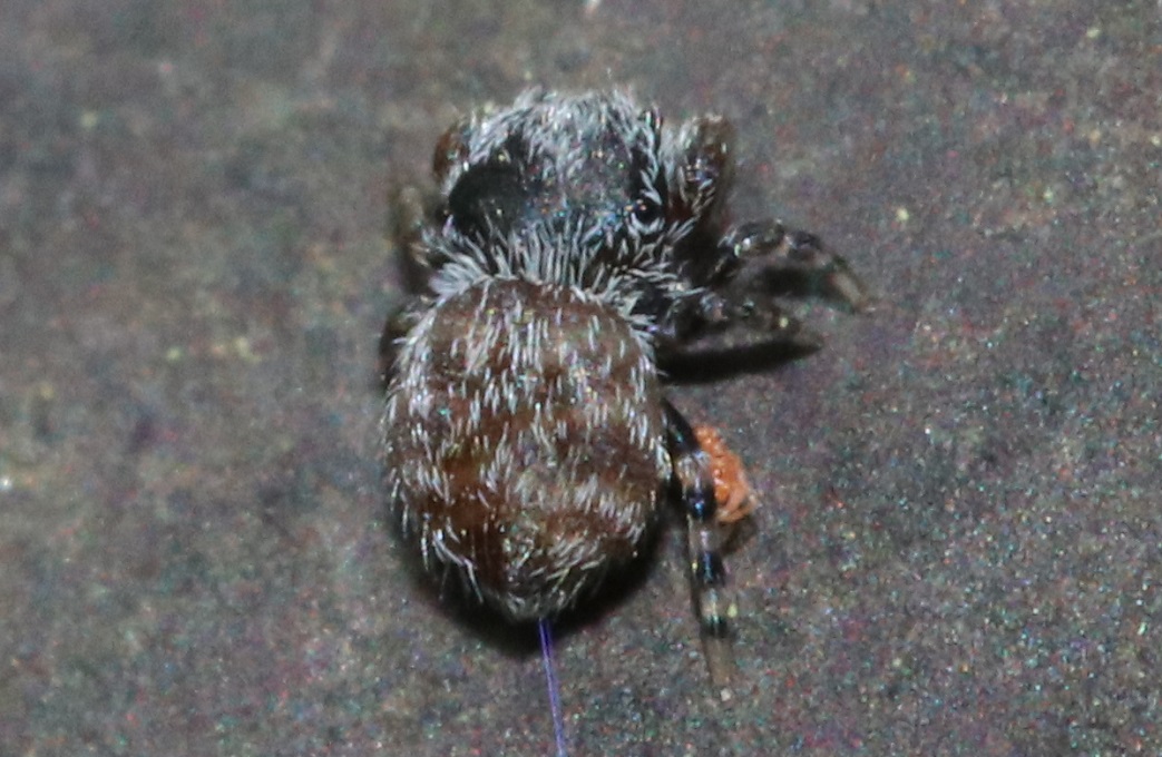 ヒメカラスハエトリ【No.2585】