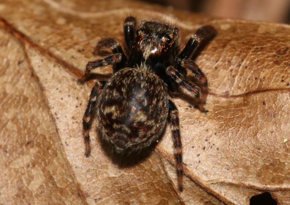 エキスハエトリ【No.2606】