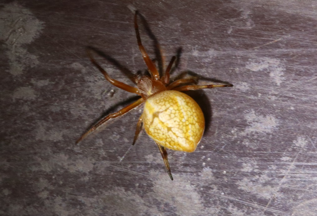 カラオニグモ【No.2624】