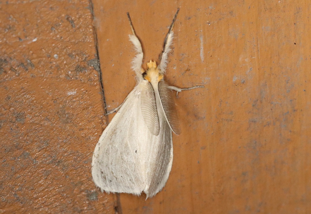 スゲオオドクガ【No.1930】