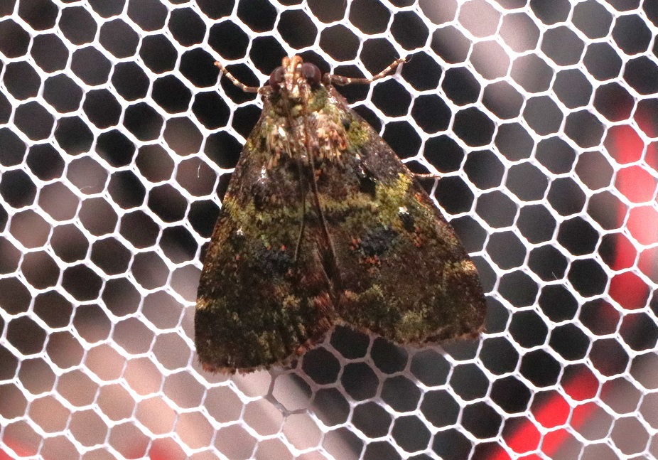 アオフトメイガ【No.3314】