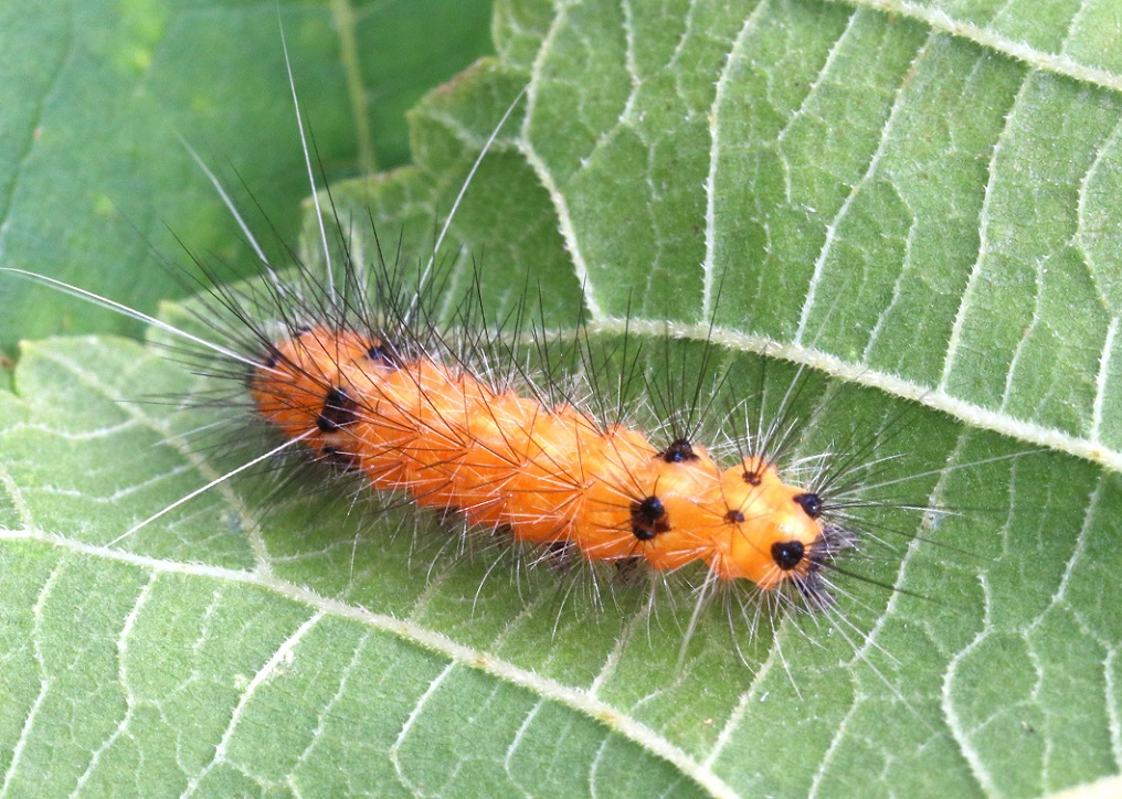 オビヒトリ【No.1565】