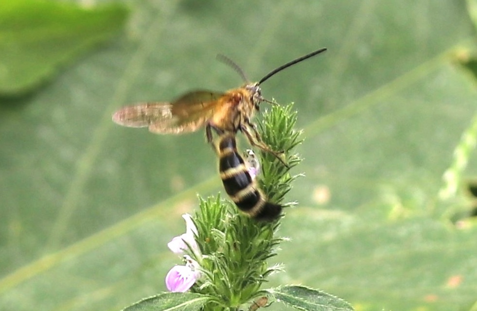 キンケハラナガツチバチ【No.1567】