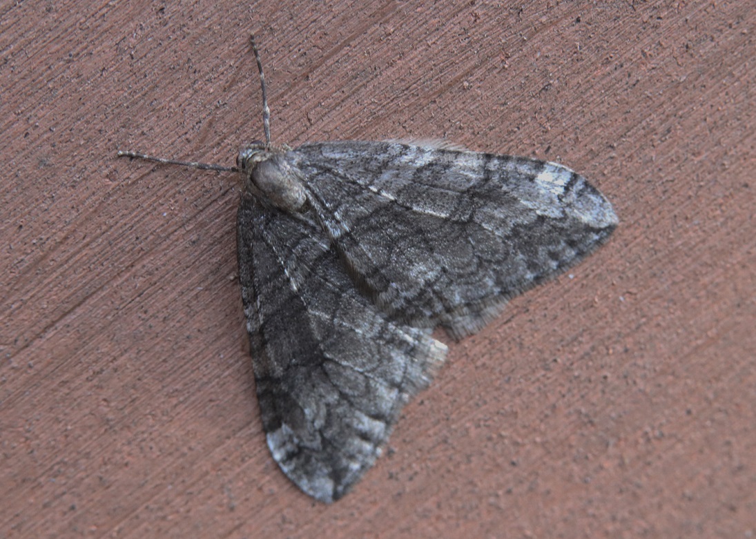 クロオビフユナミシャク【No.1584】