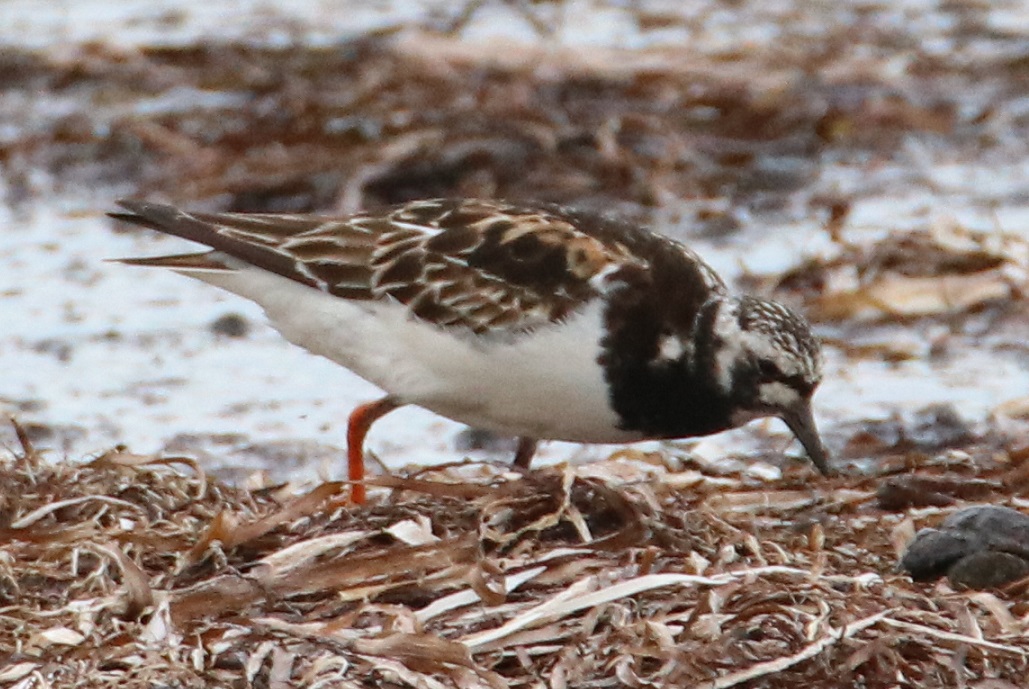 トップ｜Web生物図鑑