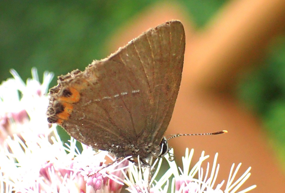 トップ｜Web生物図鑑