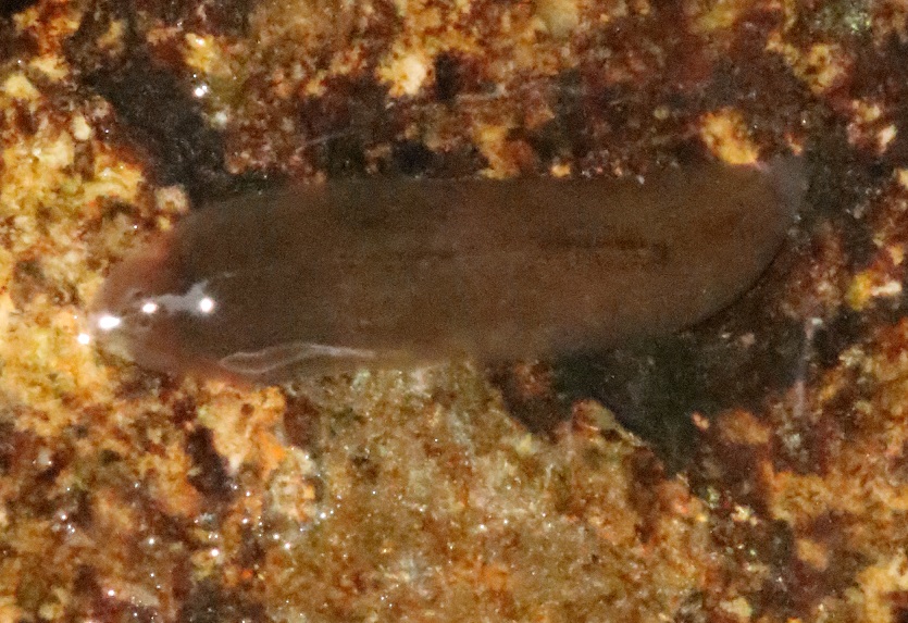 ナミウズムシ【No.2703】