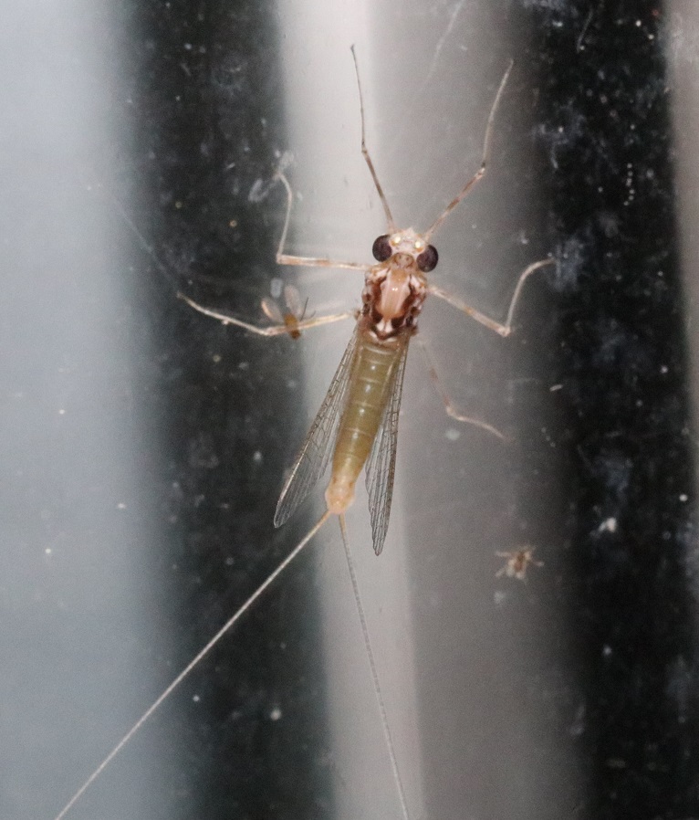エルモンヒラタカゲロウ【No.2705】