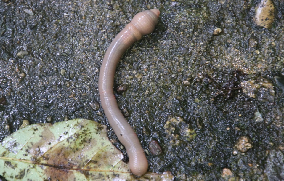 ノラクラミミズ【No.2706】