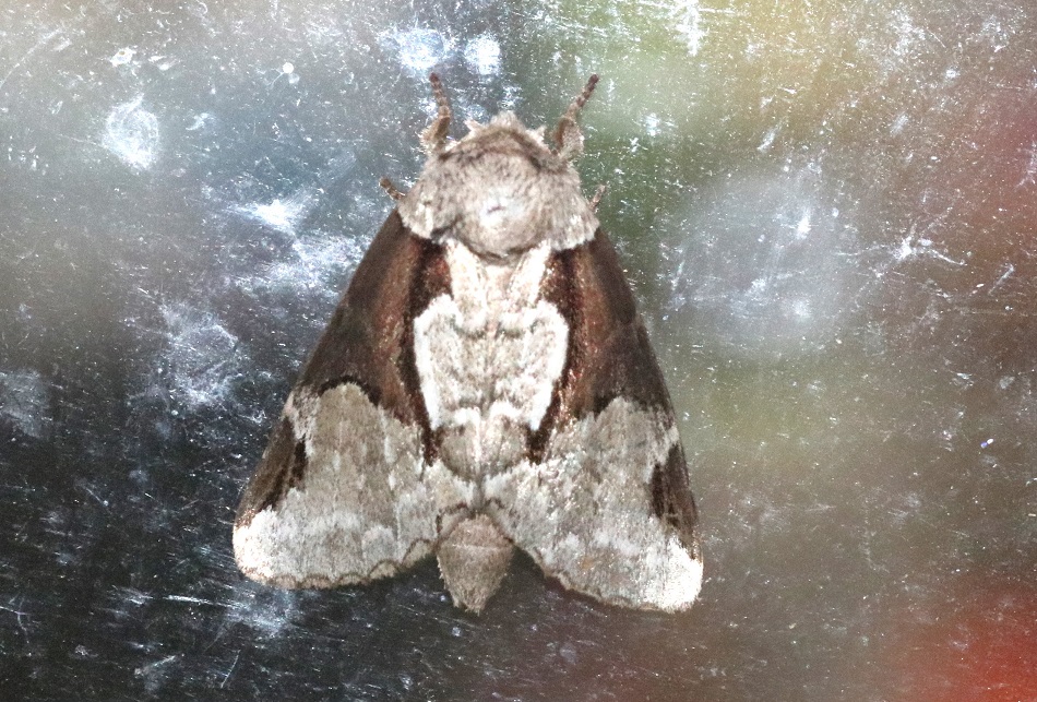 モンクロギンシャチホコ【No.2707】