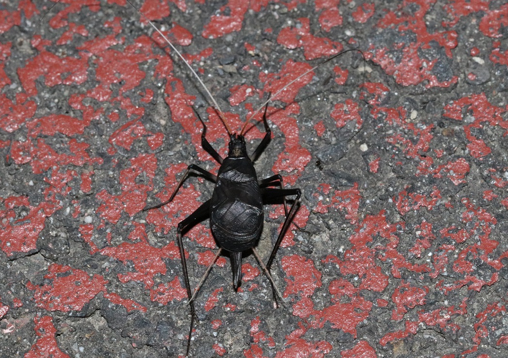 スズムシ【No.2708】