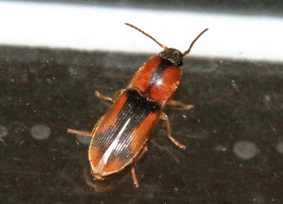 マダラチビコメツキ【No.2710】