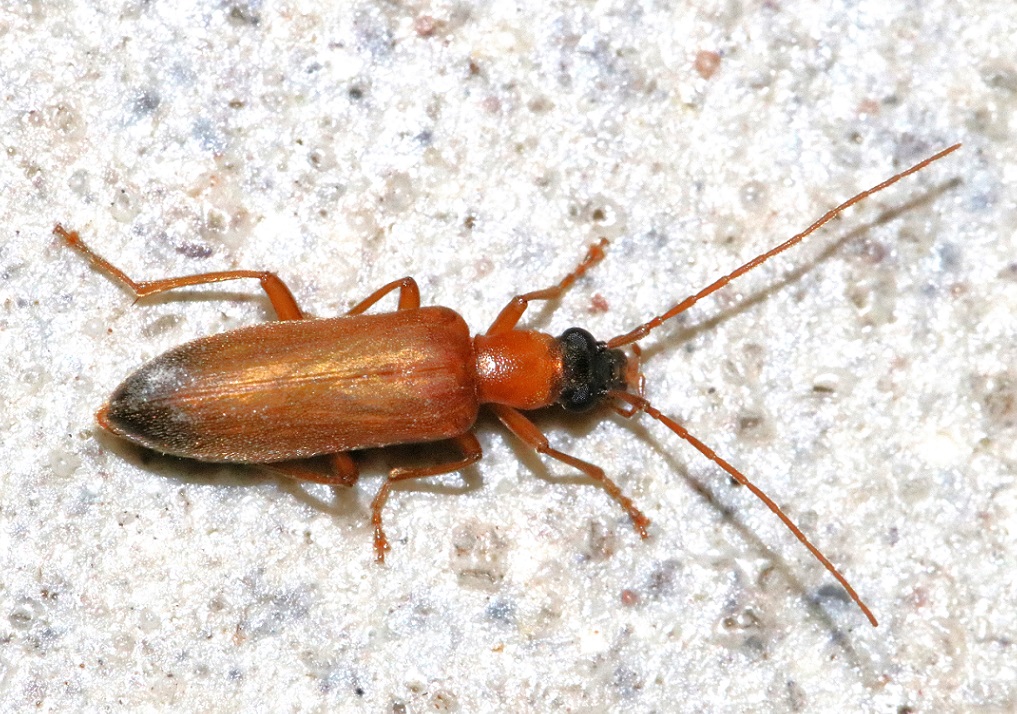 ズグロカミキリモドキ【No.2727】