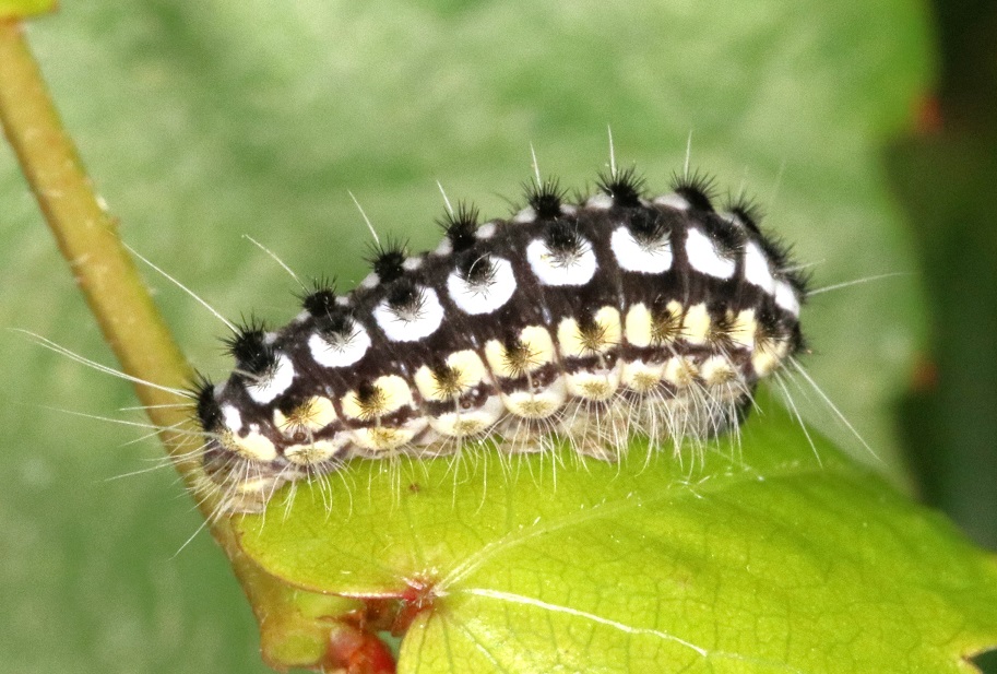 ルリイロスカシクロバ【No.1724】