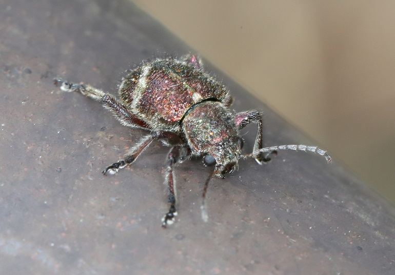 トビサルハムシ【No.1726】