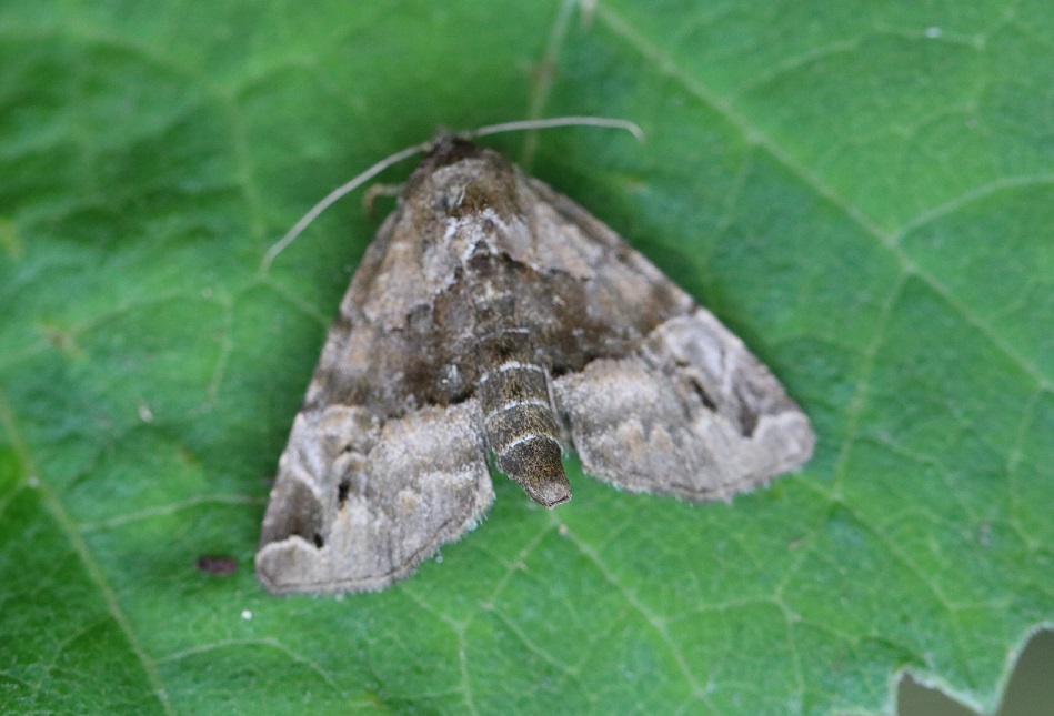 チャオビヨトウ【No.1756】