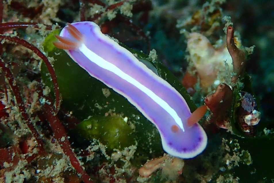 シモダイロウミウシ【No.1758】