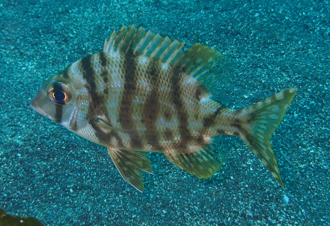 メイチダイ【No.1759】