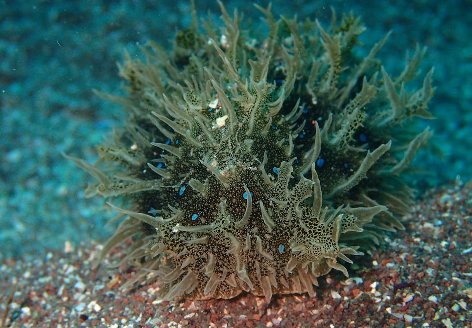 フレリトゲアメフラシ【No.1760】