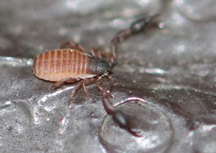 トゲヤドリカニムシ【No.1762】