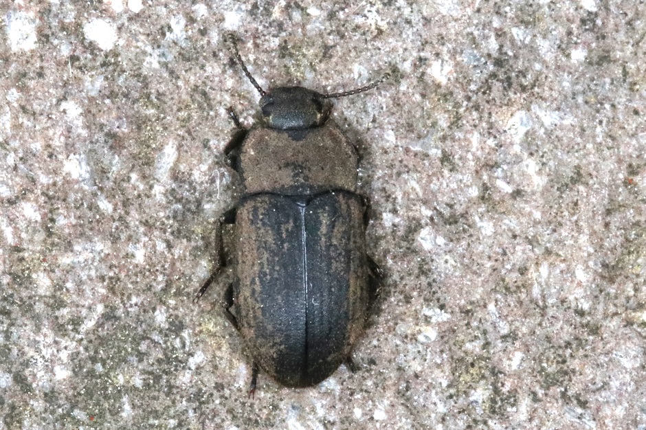 コスナゴミムシダマシ【No.1764】