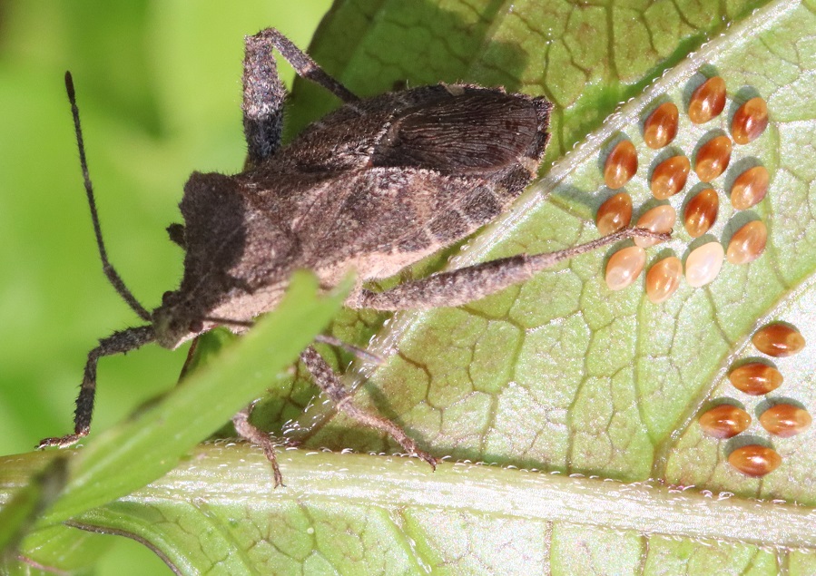 ホオズキカメムシ【No.1778】