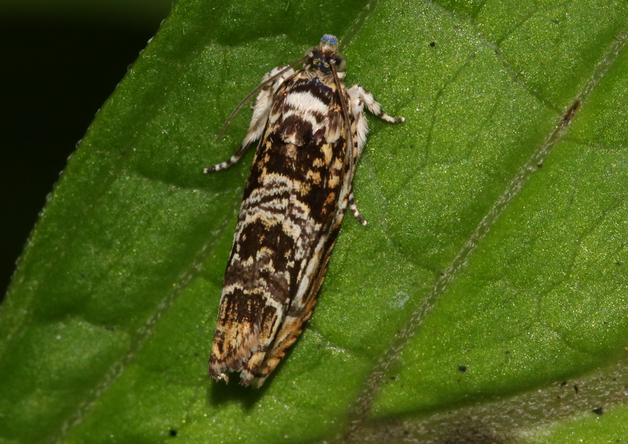 ツマキオオヒメハマキ【No.2297】