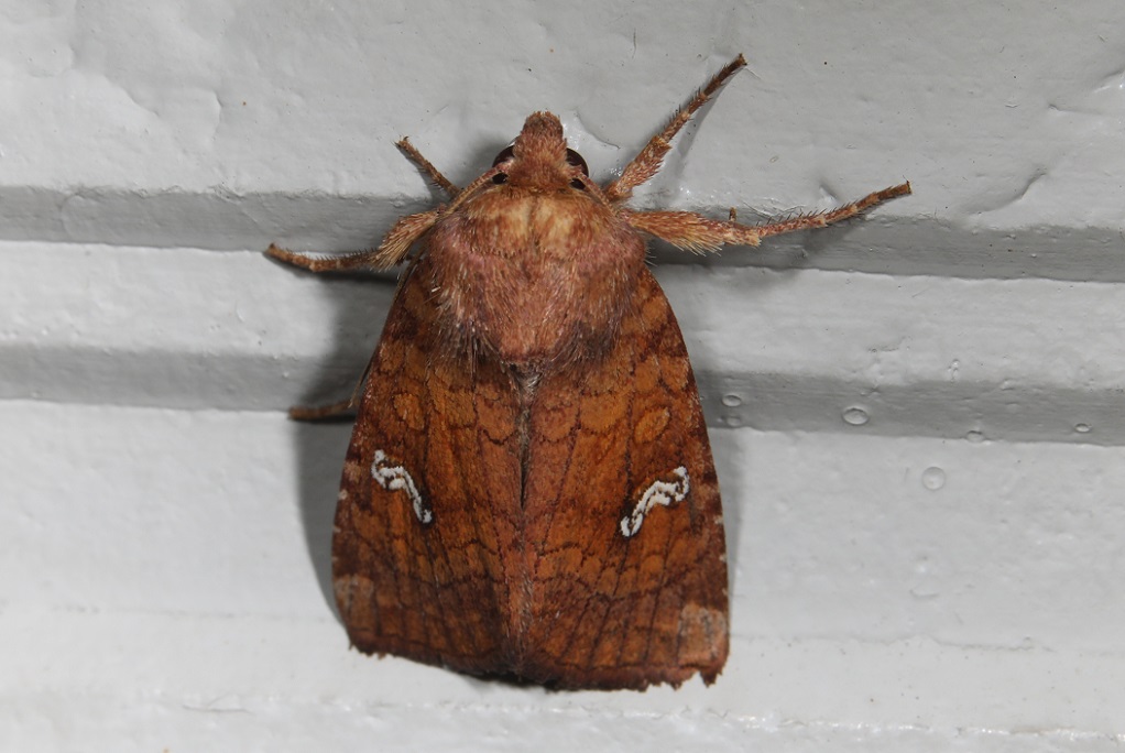 ショウブヨトウ【No.2299】