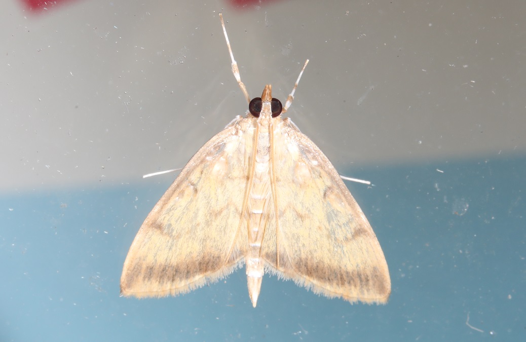 ウスイロキンノメイガ【No.2300】