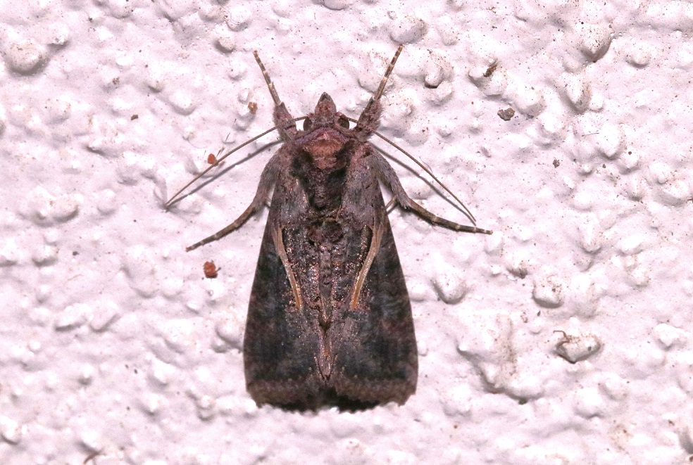 エゾギクキンウワバ【No.1755】