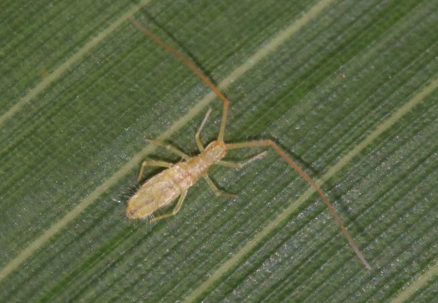 アヤヒゲナガトビムシ【No.1986】　Salina speciosa
